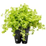 大叶珍珠草-缩略图-4