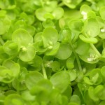 大叶珍珠草-缩略图-5