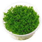 大叶珍珠草-缩略图-6