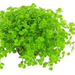 大叶珍珠草-缩略图-7