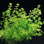 大叶珍珠草-缩略图-8