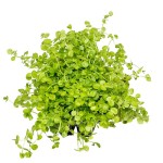 大叶珍珠草-缩略图-9