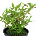 大三角叶-缩略图-1