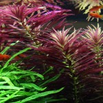 大三角叶-缩略图-2