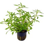 大三角叶-缩略图-3