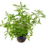 大三角叶-缩略图-4