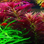 大三角叶-缩略图-6