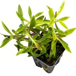 大三角叶-缩略图-7