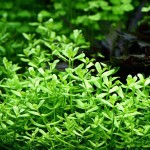 豹纹对叶-缩略图-1