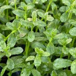 豹纹对叶-缩略图-2