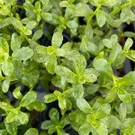 豹纹对叶-缩略图-3