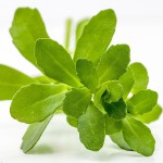 小对叶-缩略图-2