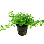 小对叶-缩略图-3