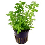 小对叶-缩略图-4