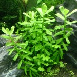 小对叶-缩略图-5