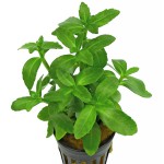 锯齿对叶-缩略图-1