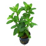 锯齿对叶-缩略图-2