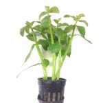 锯齿对叶-缩略图-3