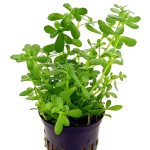 锯齿对叶-缩略图-4