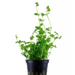 巴西虎耳-缩略图-1