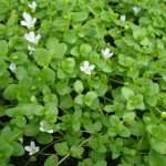 巴西虎耳-缩略图-2