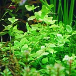 巴西虎耳-缩略图-3