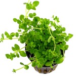 巴西虎耳-缩略图-5