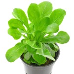 水茴草-缩略图-1