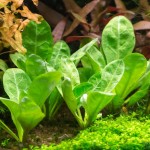 水茴草-缩略图-2