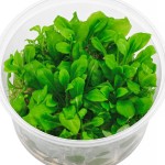 水茴草-缩略图-3