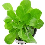 水茴草-缩略图-4