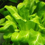 水茴草-缩略图-5