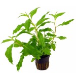 扯根草-缩略图-1