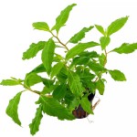 扯根草-缩略图-2