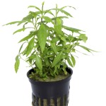 扯根草-缩略图-3