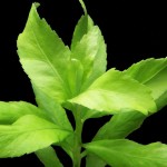 扯根草-缩略图-4