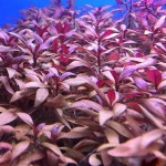 迷你血心兰-缩略图-1