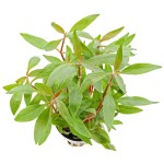 迷你血心兰-缩略图-2