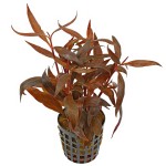 迷你血心兰-缩略图-3