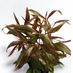 迷你血心兰-缩略图-4