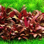 迷你血心兰-缩略图-5