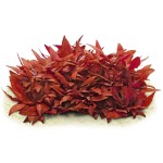 迷你血心兰-缩略图-6