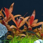 迷你血心兰-缩略图-7