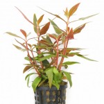 迷你血心兰-缩略图-8