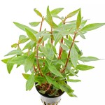 迷你血心兰-缩略图-9