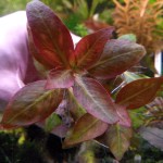 绿血心兰-缩略图-1