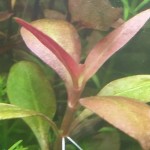 绿血心兰-缩略图-2