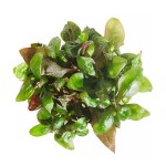 绿血心兰-缩略图-4