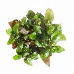 绿血心兰-缩略图-5