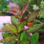 绿血心兰-缩略图-7